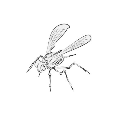 Beyaz arkaplandaki böcek, çizim