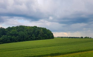 Ukrayna 'daki tarla ve orman