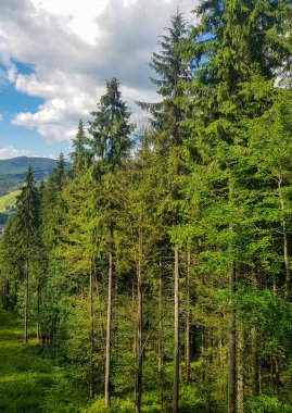 Dağlarda çam ağaçları