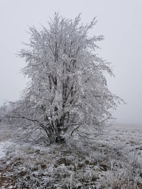 ağaç frost ile sabah kaplı.