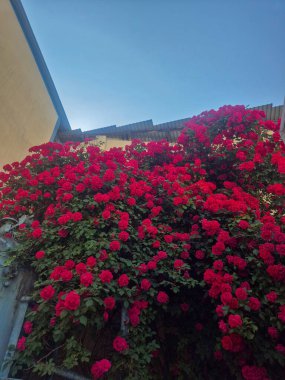 Bahçedeki bir çiçek.