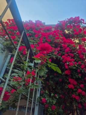 Bahçedeki bir çiçek.