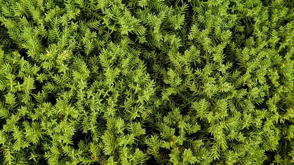 yeşil ardıç her zaman yeşil peyzaj tasarımı