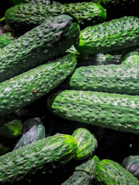 Çiftçi pazarında taze salatalıklar