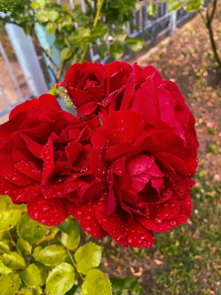 Yağmurdan sonra bahçede kırmızı güller