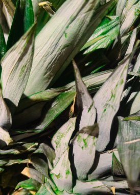 Ananasın yeşil yaprakları