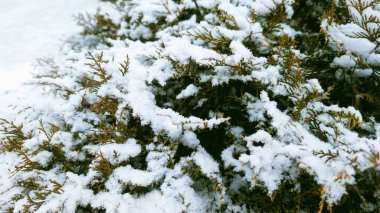 Kışın beyaz karlı dallar