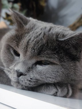 gri İngiliz kedi portresi