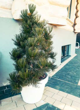 Her zaman yeşil Avustralya çamı saksıda