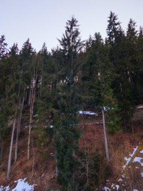 Kış karlı dağ ormanı