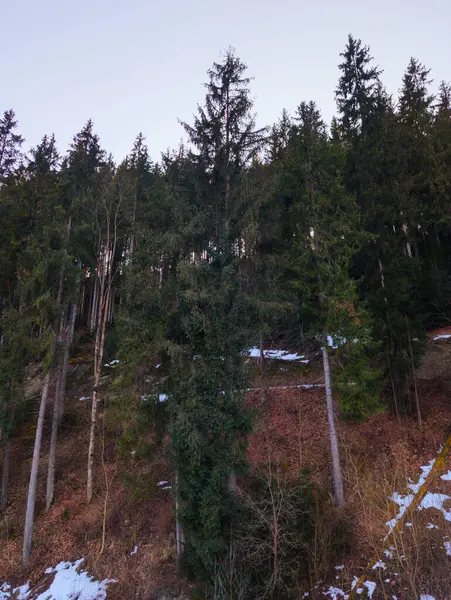 Kış karlı dağ ormanı