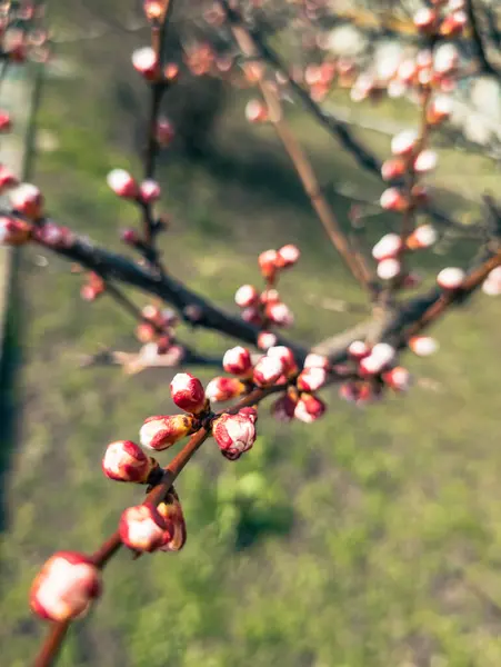 Ağaçta pembe kayısı çiçeği