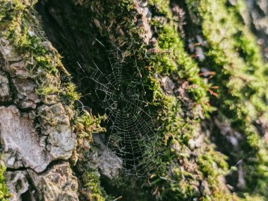 Ağaç kabuğu yeşil yosunla kaplı örümcek ağıyla örülmüş.