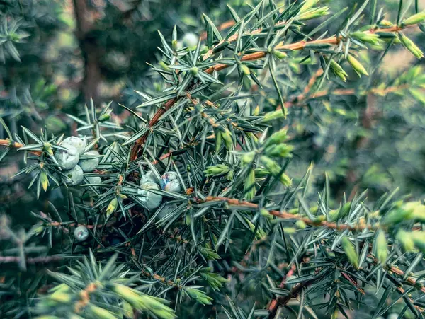 koni ile ardıç her zaman yeşil çalı