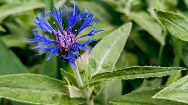 Bahçede açan mavi çiçek.