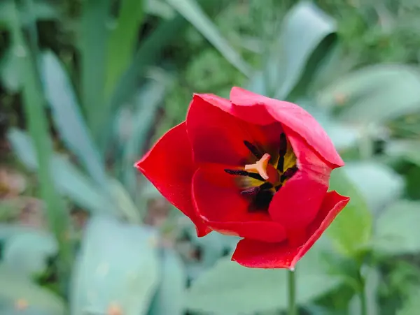 Bahçede açan parlak kırmızı lale.