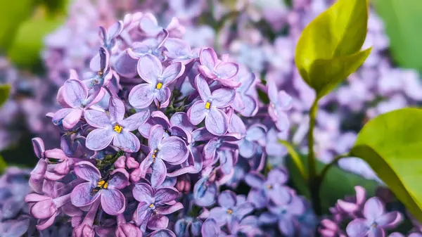 Açık mor leylak çiçeklerine yakın çekim