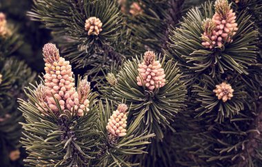 Genç bahar konileri olan çam dallarının yatay görüntüsü