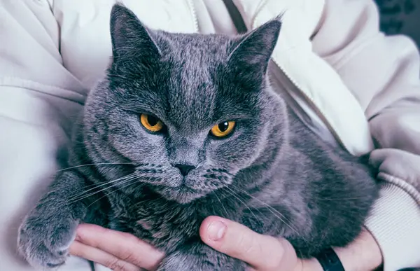 İngiliz kısa hava gri kedisi, sahibinin kollarında rahatça oturuyor.