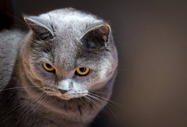İngiliz Shorthair düz kulaklı kedinin portresi