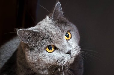 Yukarı bakan yumuşak gri kürklü İngiliz Shorthair kedisinin portresi