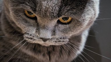 Aşağı bakan bir İngiliz Shorthair kedisinin portresi