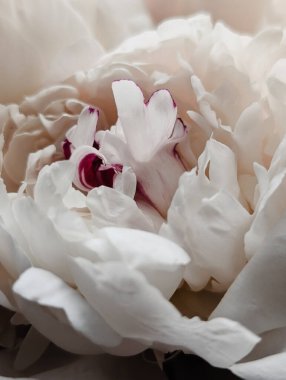 Nazik beyaz şakayık çiçeğinin yakın çekimi