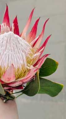 Canlı kırmızı kral protea çiçeğinin dikey yakın çekimi