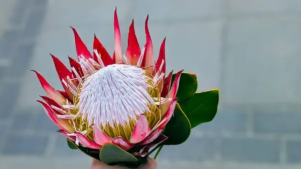 Kırmızı protea çiçeği yakın planda, gri parke taşı arka planda.