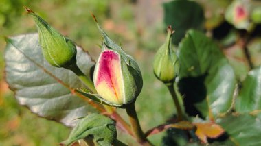 Sabah erken açan gül tomurcukları yumuşak güneş ışığında yakalanır.