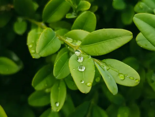 Parlak yeşil boxwood yaprakları ve yağmur sonrası su damlacıkları