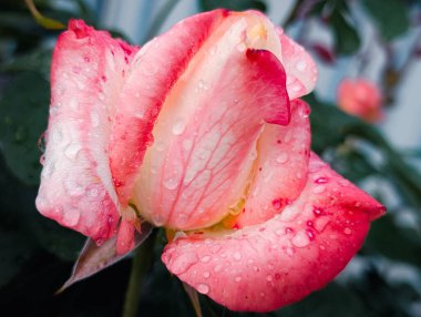 Yapraklarında yağmur damlaları olan pembe bir gülü yakından çek