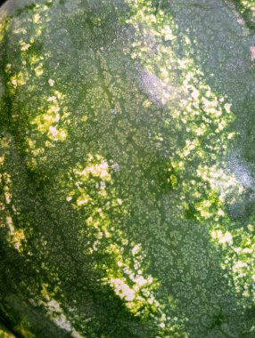 Çizgili yeşil bir karpuzun dokusunu gösteren dikey görüntü