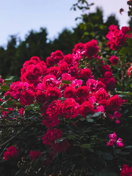 Ahududu renkli çiçeklerle dolu güzel bir gül çalısı.