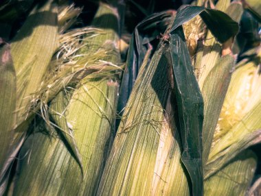 Yeşil kabuklu çiğ mısır koçanlarının yatay görüntüsü