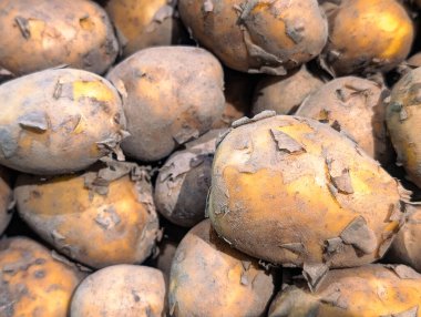 Taze patateslerin yatay fotoğrafı.