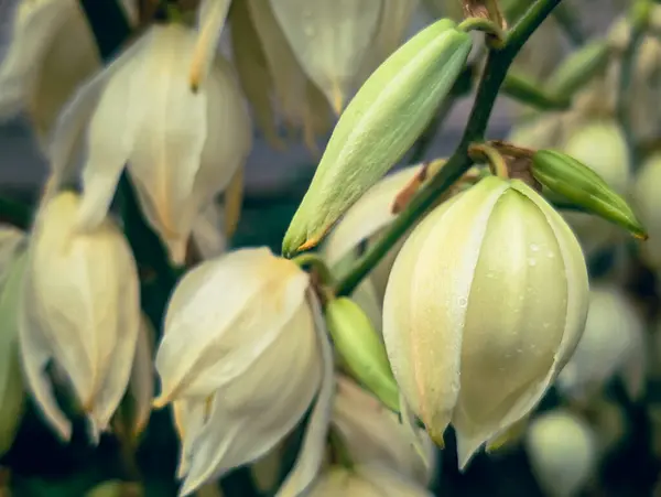 Bahçede çiçek açan yucca filamentosanın dikey görüntüsü