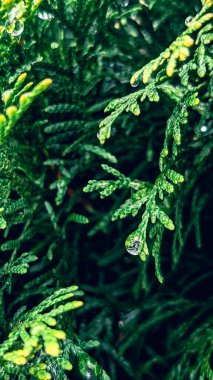 Yağmurdan sonra yağmur damlalarıyla birlikte thuja dallarının dikey fotoğrafı, her zaman yeşil kozalaklı bitki örtüsü arka planı