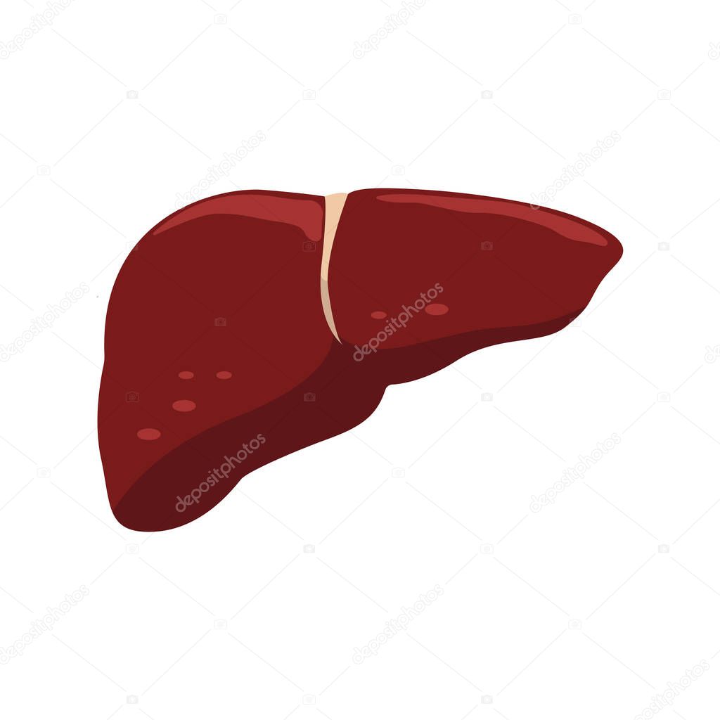 An image of a human liver. Flat illustration of a vector image of a human liver for web design. White background
