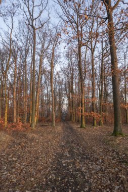 Sonbahar giysisiyle manzara