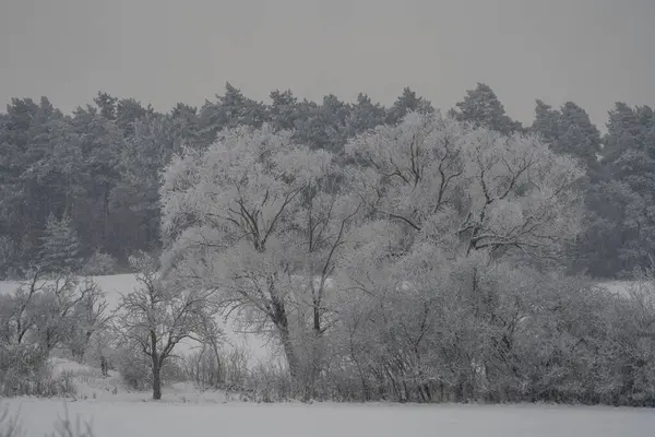 Karlı kış manzarası