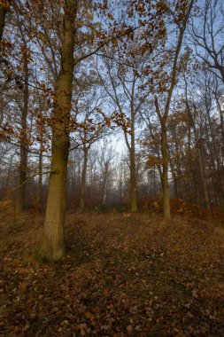 Sonbahar giysisiyle manzara