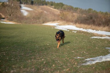Kışın Alman çoban köpeği