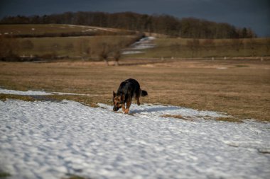 Kışın Alman çoban köpeği