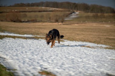 Kışın Alman çoban köpeği
