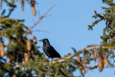 Kuzgun gün ışığında