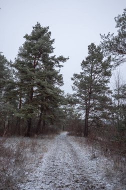 Karlı kış manzarası