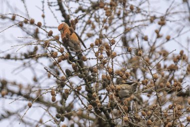 Crossbill foraging in a larch tree clipart