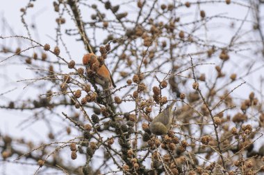 Crossbill foraging in a larch tree clipart
