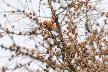 Karaçam ağacında çapraz gagalama